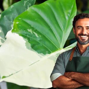 Allocasie avec des feuilles jaunes? L’astuce qui la sauvera