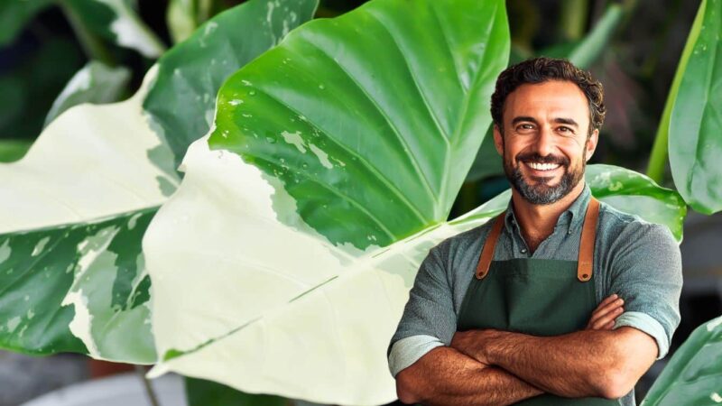 Allocasie avec des feuilles jaunes? L’astuce qui la sauvera