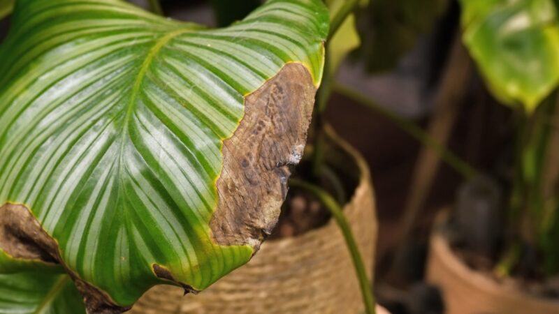 Conseils noirs sur les feuilles: voici quoi faire!