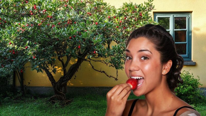 Plantez l’arbre des fruits les plus doux des fraises maintenant et transformez votre jardin!