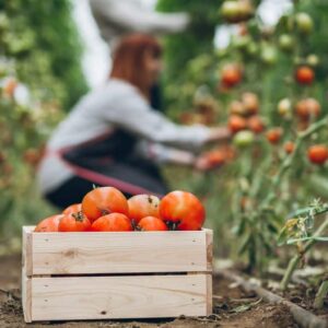 Ne perdez pas de temps, utilisez cet ingrédient d’ici mars pour une collection de doubles tomates!