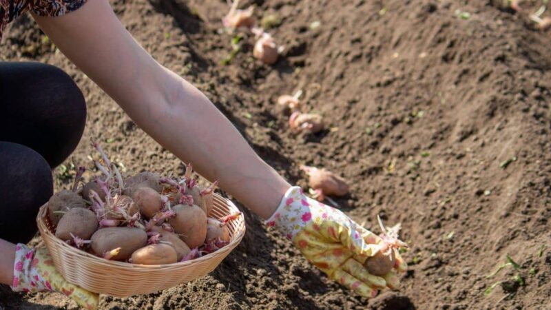 Les pommes de terre végétales sont maintenant un coup de maître: ne le manquez pas!